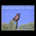 Arizona Cactus Wren postcards