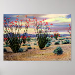 Arizona Desert Ocotillos in Bloom Posters