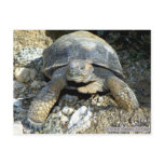 Arizona Desert Tortoise Postcard