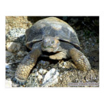 Arizona Desert Tortoise Postcard