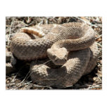 Arizona Diamondback Rattlesnake Post Cards