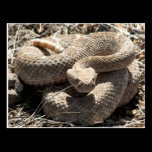 Arizona Diamondback Rattlesnake postcards