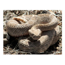 Arizona Diamondback Rattlesnake Post Cards