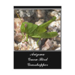 Arizona Green Bird Grasshopper... Postcards
