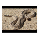 Arizona Horned Sidewinder Rattlesnake Postcards