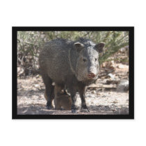 Arizona Javelina Postcard