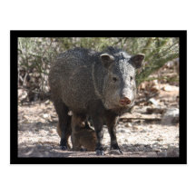 Arizona Javelina Postcard