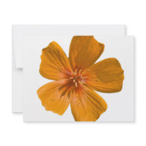 Arizona Poppy after rain invitations