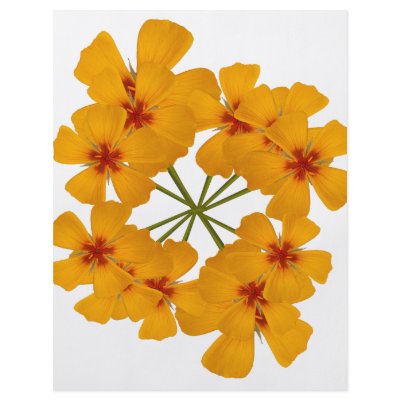 Arizona Poppy double bouquet Flyer by Harpalus22
