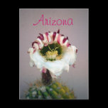 Arizona Postcard postcards