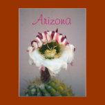 Arizona Postcard