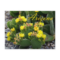 Arizona Postcard, Prickly Pear Cactus