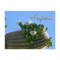 Arizona Postcard, Saguaro Cactus