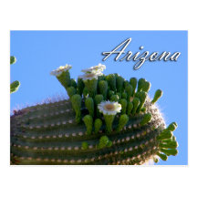 Arizona Postcard, Saguaro Cactus