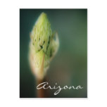 Arizona Postcard Spring Bud Template