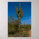 Arizona Saguaro 3986 posters
