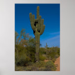 Arizona Saguaro 3986 Posters