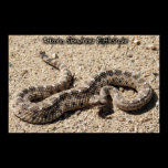 Arizona Sidewinder Rattlesnake posters