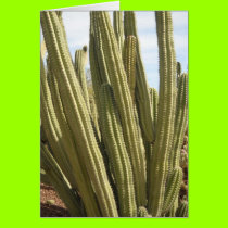 Arizona Spring1 cards