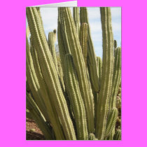 Arizona Spring1 cards