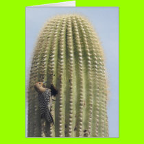 Arizona Spring2 cards