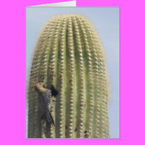 Arizona Spring2 cards