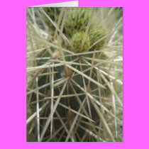 Arizona Spring4 cards