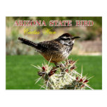 Arizona State Bird - Cactus Wren Post Cards