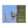 Arizona State Bird Postcards