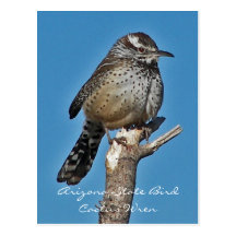 Arizona State Bird Postcards