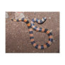 Arizona Variable Sandsnake Post Card