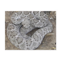 Arizona Western Diamondback Rattlesnake postcards by Congress_Arizona Arizona Western Diamondback Rattlesnake postcards
