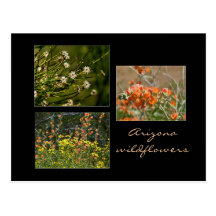 Arizona wildflowers postcard