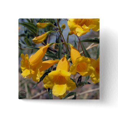 Arizona Yellow Bells Button by RainBeforeRainbows