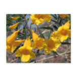 Arizona Yellow Bells Postcard