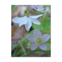 ARKANSAS SPRING postcards by MAPASUE ARKANSAS SPRING postcards