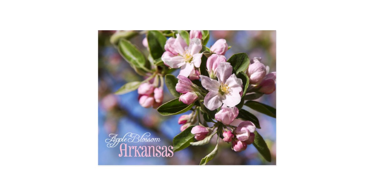 Arkansas State Flower: Apple Blossom Postcard | Zazzle