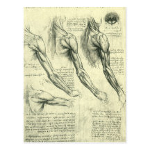 Arm and Shoulder Muscles Anatomy Leonardo da Vinci Postcard