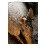 Armadillo Greeting Card