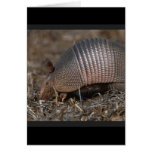 Armadillo Habitat  Greeting Card