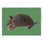 Armadillo plain greeting card