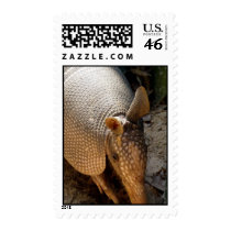 Armadillo Postage Stamp