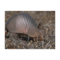 Armadillo Postcard