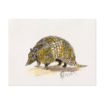 Armadillo Postcard