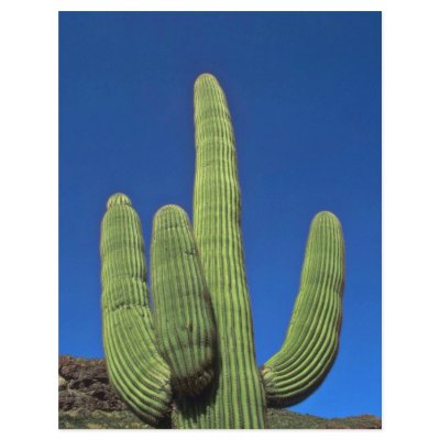 Arms Of A Saguaro Personalized Flyer by BreathtakingNature