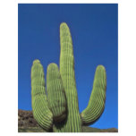 Arms Of A Saguaro flyers