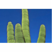 Arms Of A Saguaro Photo Sculpture