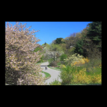 Arnold Arboretum in Spring posters