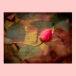 Aroma Musica posters