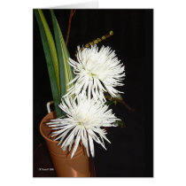 Arrangement cards by StarLily Arrangement cards